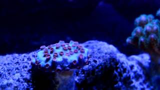 Pocillopora amp Cyphastrea Meteor Shower Coral [upl. by Calendre]