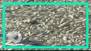 A brief history of red tide in Florida [upl. by Ahon484]