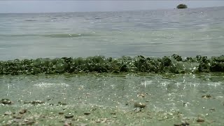 Lake Okeechobee almost completely covered in algae [upl. by Ltihcox]