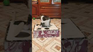 Неуклюжий котенок Смешные коты Funny cats Kitten  cat cats shorts [upl. by Yevrah324]