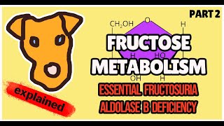 Disorders of FRUCTOSE metabolism Fructokinase deficiency Aldolase B deficiency for Step 1 [upl. by Bellaude]