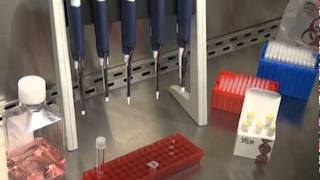 Mirus TransITLT1 Transfection Reagent Protocol [upl. by Alfreda]