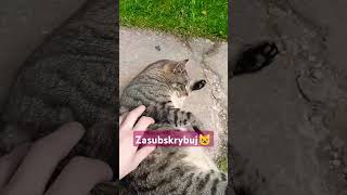 Hit Co Kocurek KitKat pozamiatał scenę muzyczną 🙂🙀 dlaciebie viralvideo shorts subscribe [upl. by Halie]