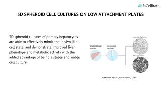 Primary hepatocyte cell culture [upl. by Allsun]