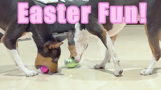 Basenji Tricks and Easter Fun [upl. by Odiug864]