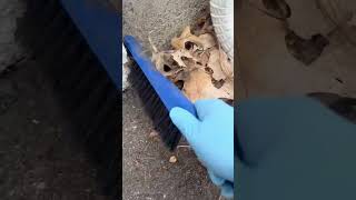 Leaf blower is down Pest control 🐁 shorts asmrsounds [upl. by Dotson]