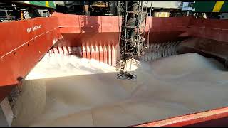 Vessel loading 46770 MT of Brazilian sugar in bulk at COPERSUCAR Terminal in SANTOS Port🛳️ [upl. by Nosneb541]