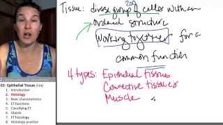 Epithelial tissue 2 Histology [upl. by Yelak]