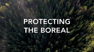 Protect the Boreal Forest [upl. by Nylodnewg]