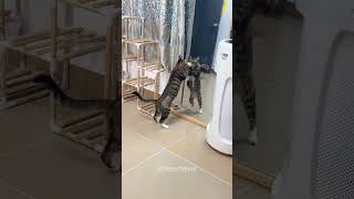 Cats looks in the mirror 😂😂funny catlover fyp cat funnycats [upl. by Chiaki]