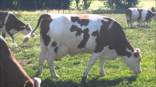 Vaches qui rentrent pour la taitetraiteveau qui boit du lait [upl. by Eirahcaz154]