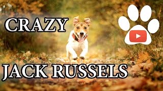 Crazy dogs Jack Russell Terriers  Compilation [upl. by Ebag]