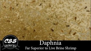 Daphnia  A Far Superior Option to Brine Shrimp [upl. by Analah]