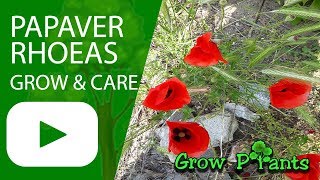 Papaver rhoeas  grow care amp eat Corn poppy [upl. by Aitnuahs197]