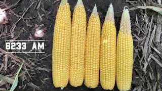 How Planting Populations Affect Yield [upl. by Maximilien477]