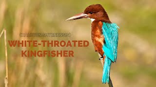 Whitethroated kingfisher  Whitethroated kingfisher Call Song  Whitethroated kingfisher Sounds [upl. by Cudlip]