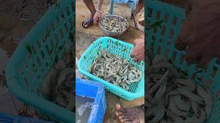 Fishing at Pulicat Lake  Fresh Prawns  Fish nihanthsvlogshortsfishinglakechennaitamilnadu [upl. by Salokkin]