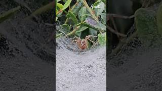 🕷Spiderwebs in the bushes on a foggy morning Muchas telarañas Spiderwebs spider arañas telaraña [upl. by Weisbrodt]