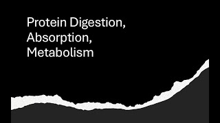 Protein Digestion Absorption Metabolism [upl. by Jordans]