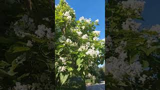 Catalpa tree blooming [upl. by Lytsirhc467]