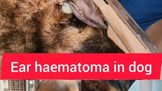 Ear haematoma in dog [upl. by Olsen]