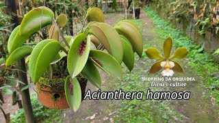 Acianthera hamosa quotComo estou cultivandoquot [upl. by Akinehs]