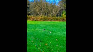 2 Sweet Calling Magpies Walk in a Tweet Tweet Serenity💚💙💚💙 asmr naturesound satisfying [upl. by Anahsar]