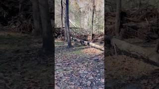 Tree damage at the Lost Cove campsite below hunt Fish Falls chiefsholsters wncstrong helene wnc [upl. by Ericka317]