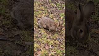 The European rabbit Oryctolagus cuniculus [upl. by Thessa]