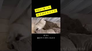 【サモエド🐻‍❄️モフモフ】赤ちゃんなのにサイズがおかしい？！ サモエド samoyed 癒し 可愛い もふもふモフモフ 犬のいる生活 愛犬 ペット [upl. by Effie]