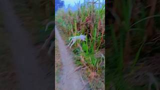 Big dogo argentino hunting 😳😱dog trending dogoargentino doglover shorts [upl. by Ellehcin]