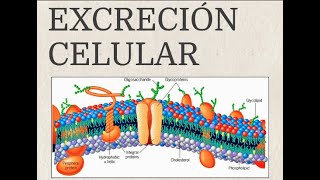 EXCRECIÓN CELULAR [upl. by Mcleroy]