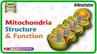 Mitochondria structure and function  Cell Physiology medical animation [upl. by Anyer]