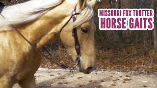 Missouri Fox Trotter Horse Gaits [upl. by Lionello]