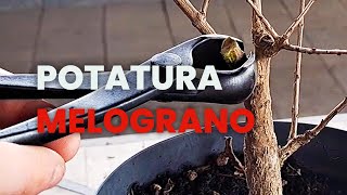 POTATURA del mio MELOGRANO DA TALEA [upl. by Anec]