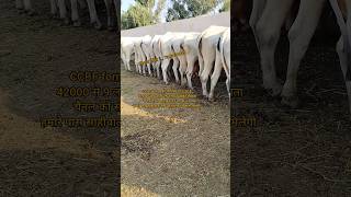 👍CCBF form Suratgarh 🥰आज नीलामी देखो 9🥰 lakh 25 hajar👌 बिकी गौमाता cow shortvideo viralvideo [upl. by Gualtiero]