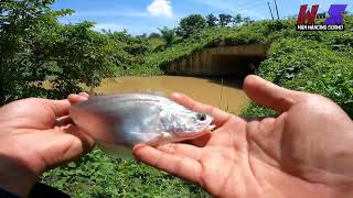 Hampir tidak percaya sungai kecil ada monster wms258 [upl. by Cairistiona]