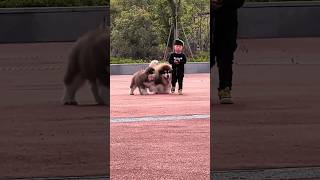 Click to see the human cub running around the park with two adorable Alaskan dogs cutedog [upl. by Hentrich]