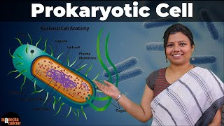 Prokaryotic Cell [upl. by Cyrus]