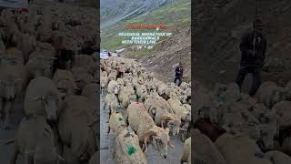 Transhumance of Bakkarwals A Journey Through the Mountains of JampK [upl. by Enileqcaj]