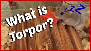 What is Torpor Hibernation [upl. by Yelsehc]