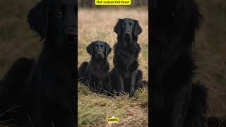 About Flat coated Retrieverdog breed doginfo dogsbreed generalknowledge [upl. by Einnob403]