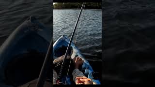 Jewfish On The Troll shorts fishing [upl. by Robinette]