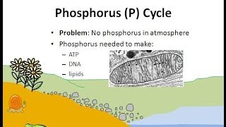 The Phosphorus Cycle [upl. by Asamot]