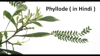 Phyllode in hindi [upl. by Gregory]