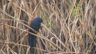 Greater coucal calling [upl. by Marx]