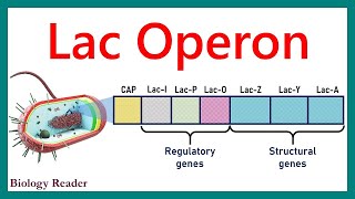 Lac Operon  Regulation of Gene Expression [upl. by Thun]