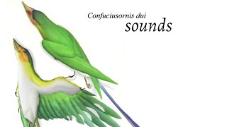 Extinct bird sounds  Confuciusornis dui [upl. by Naeloj]