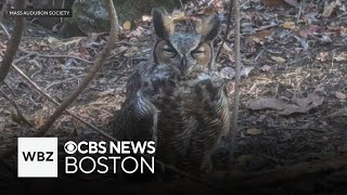 Birds of prey in Massachusetts getting poisoned by rodenticides [upl. by Durno]