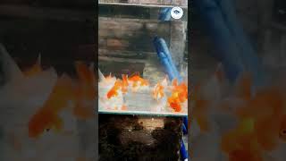 Short Tail Oranda Goldfish  Breeding Farm  aquarium gold ytshorts fish shorts thailand yt [upl. by Dibb]